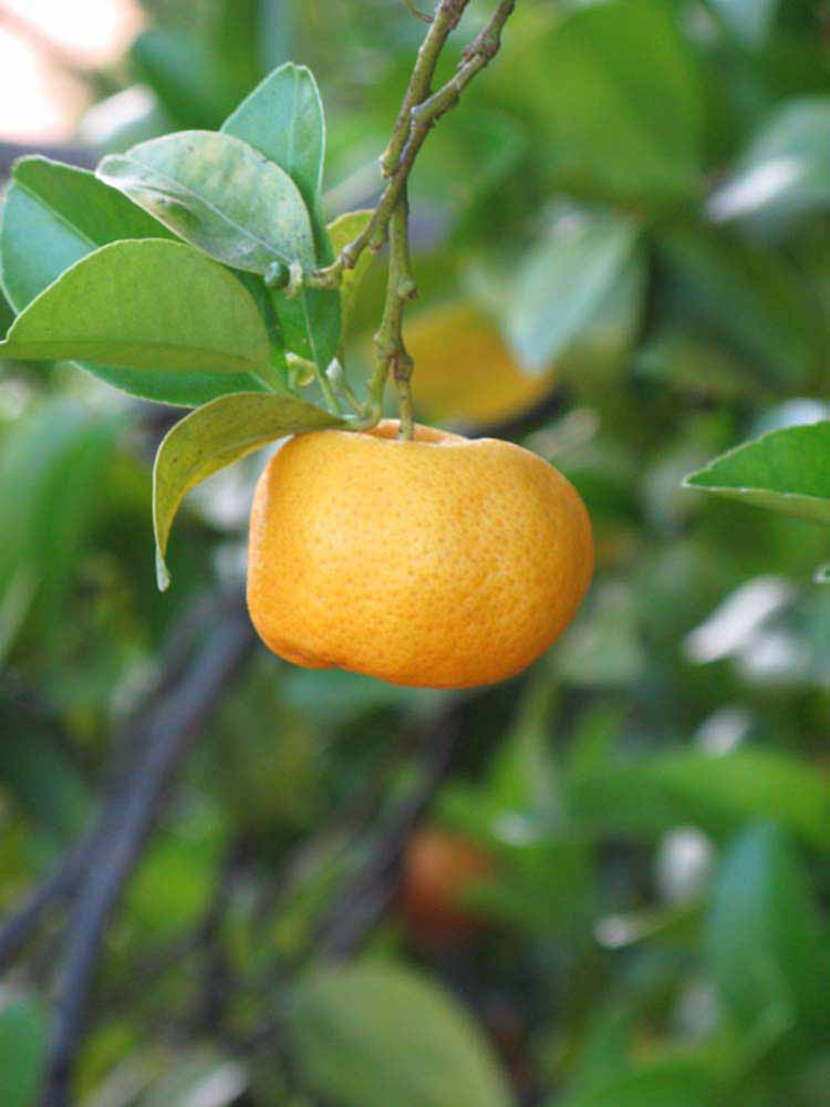            Fruit (Riverside, CA)   